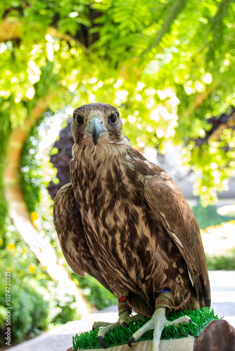 Close-up of hawk in the forest