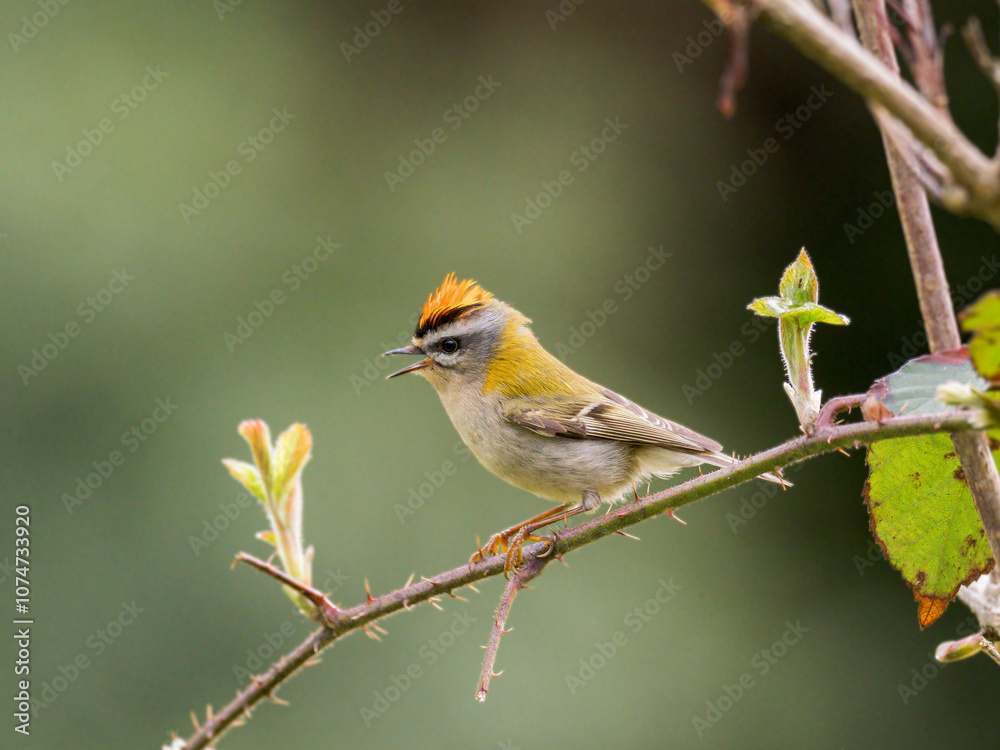 Sommergoldhähnchen Sommergoldhähnchen