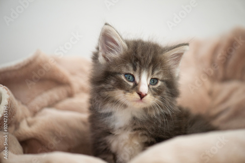 Norwegisches Waldkatzen Kitten sitzt im Katzenbettchen