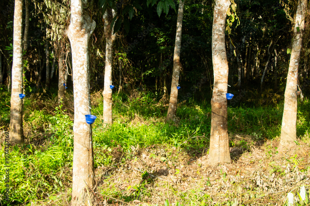 rubber plantation view with wild grass and direct morning light rubber plantation view with wild grass and direct morning light
