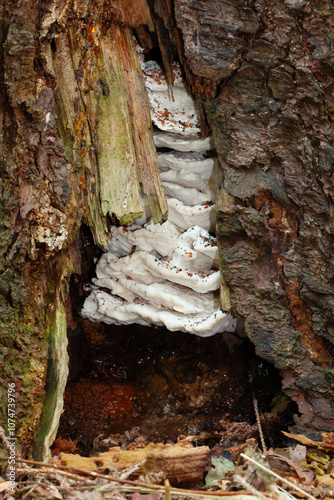 Lumpy bracket, a fungus causing white rot, growing in a hollow tree photo