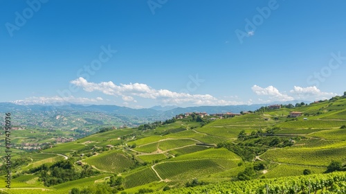 Harvest Season Bliss: Scenic Vineyards on Rolling Hills Embodying Agricultural Sector's Vitality