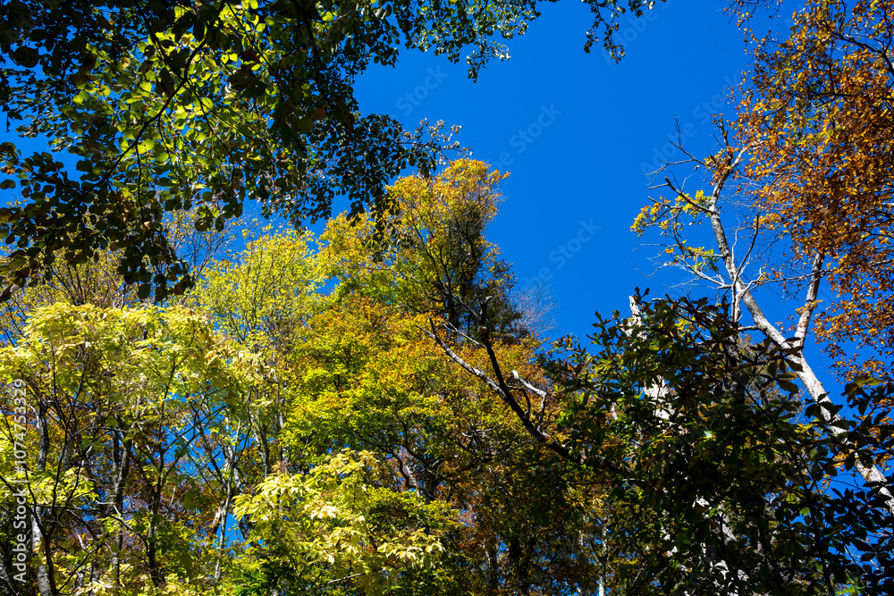 Obraz premium 日本の鳥取県の大山の美しい風景