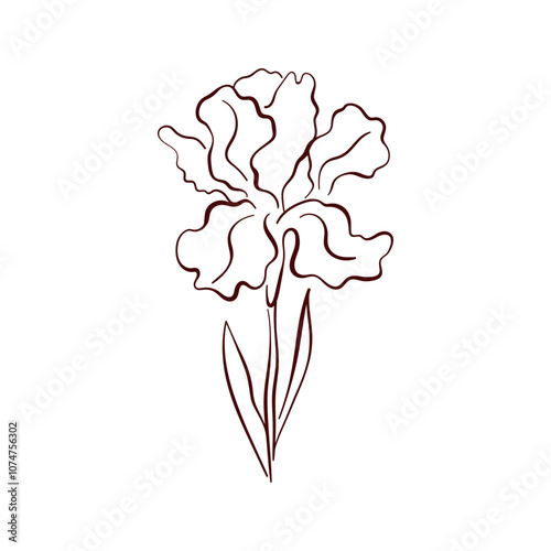 Elegant iris spring flower in line art style, with delicate petals and graceful form. Perfect for botanical design, wallpaper, textiles and nature project.