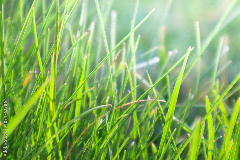 Grass with the backlight of sunlight in the sunset times. Backlit shot in autumn morning. Closeup shot of bristle grass illuminated by the sunshine.