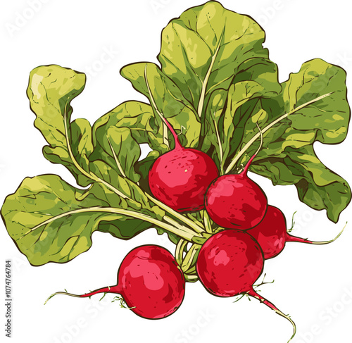 Radish Vegetable Sketch Beetroot Black Illustration Engraved Vector Turnip Beet. Vintage Line Drawing Root Art. Hand Drawn Salad Leaves Bunch.