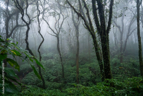 Fototapeta Naklejka Na Ścianę i Meble -  we can see moss lichen  fog in the jungle along trekking route morning kew mae pan doi inthanon chiangmai thailand
