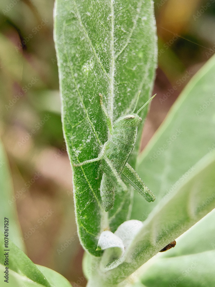 The grasshopper perched on the leaf, camouflaged in color to match the leaves. The grasshopper perched on the leaf, camouflaged in color to match the leaves.