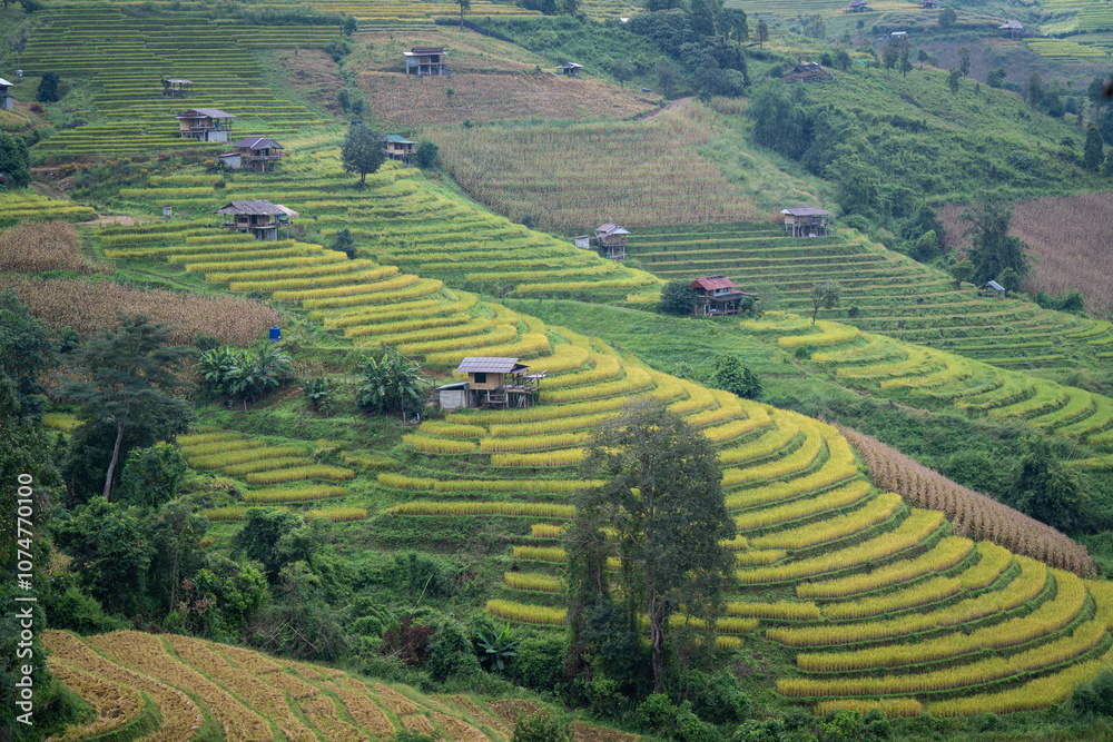 people stay at one of the most beautiful view point of golden step ladder rice terrace prepare of harvest at pa bong piang village mae Cham chiangmai thailand people stay at one of the most beautiful view point of golden step ladder rice terrace prepare of harvest at pa bong piang village mae Cham chiangmai thailand