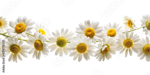 garland of daisy flowers, transparent background