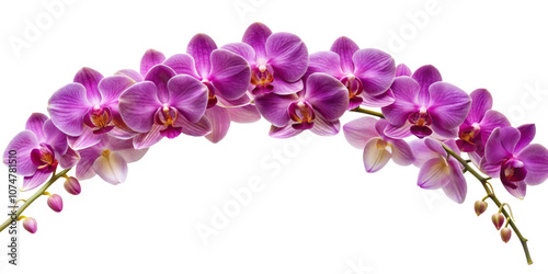 orchids garland, transparent background