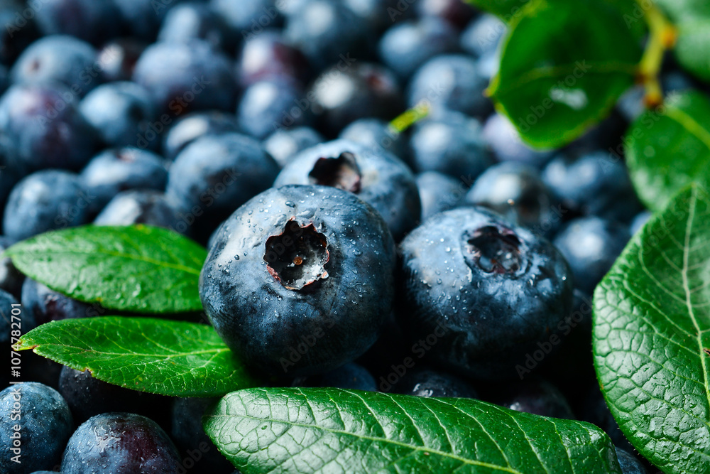 Blueberry berries, close-up macro photo. Fresh blue berries. Blueberry berries, close-up macro photo. Fresh blue berries.