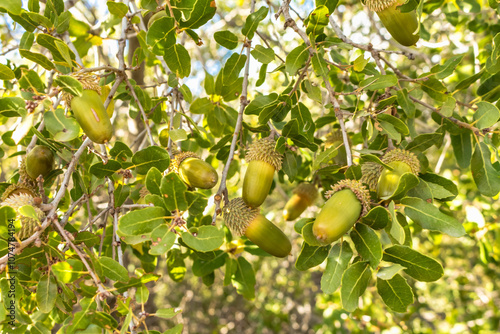 Close-Up of Kermes Oak Fruits and Leaves in Cyprus photo