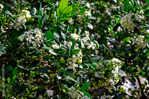 Orange jasmine flowers on tree (Murraya paniculata) in Ribeirao Preto, Sao Paulo, Brazil photo