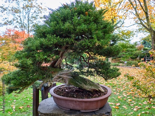 botanicak garden in autunm season photo