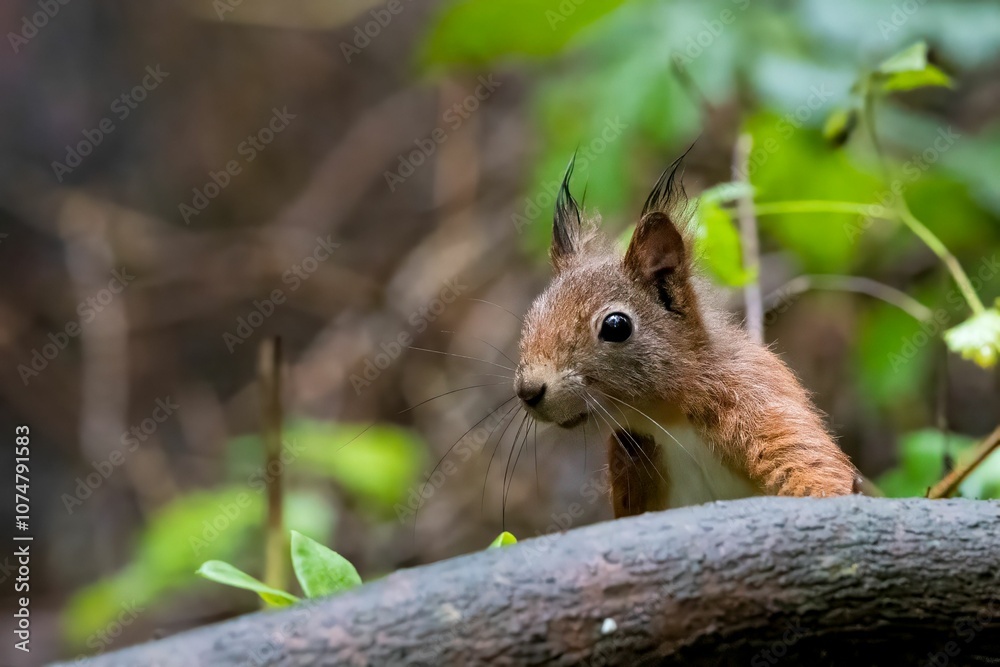 Fototapeta premium Curious Red Squirrel in Forest
