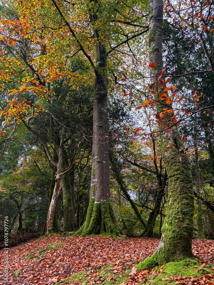 Naklejka premium Autumn Colours in a Cornish Woodland.