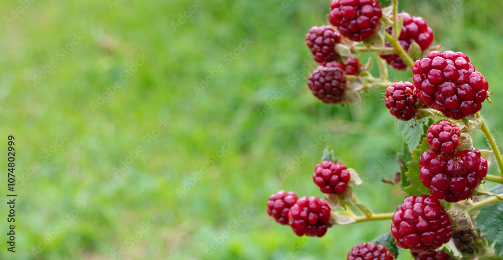 Room for copy next to ripening blackberries Room for copy next to ripening blackberries