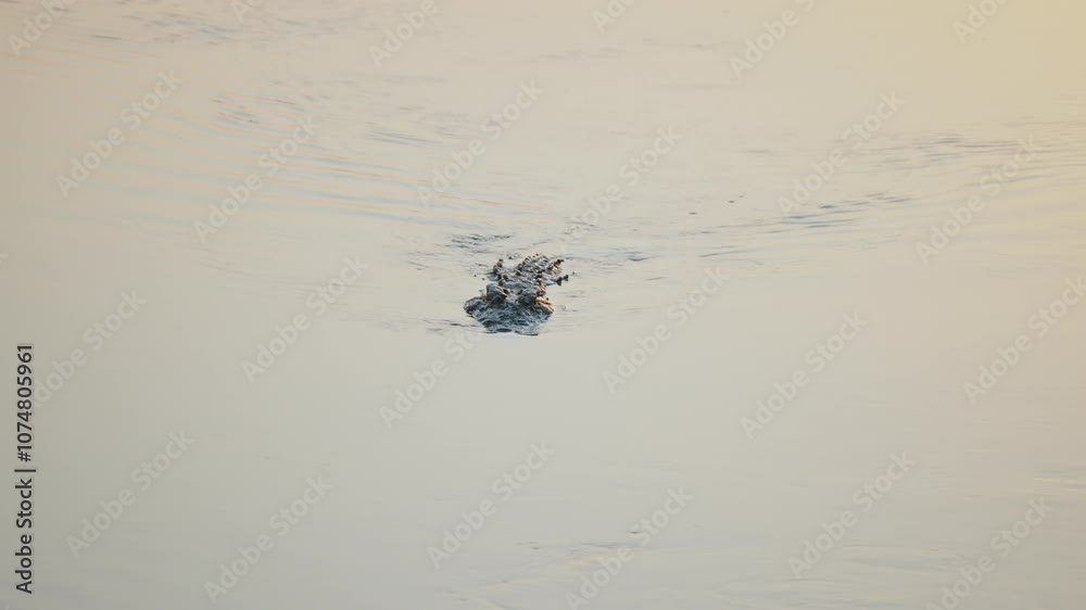 Nile crocodile swimming slowly in water, slow motion, Kruger National Park, South Africa, wide angle as water glistens from sunset sky Nile crocodile swimming slowly in water, slow motion, Kruger National Park, South Africa, wide angle as water glistens from sunset sky