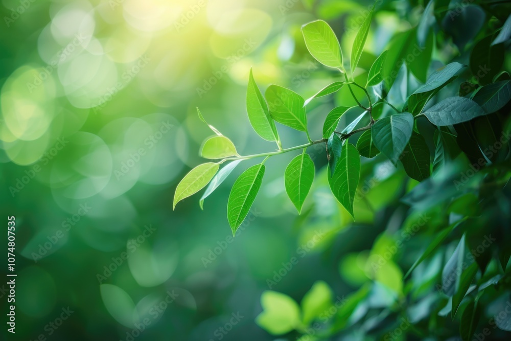 Green leaf plants in garden summer nature background. Green leaf plants in garden summer nature background.