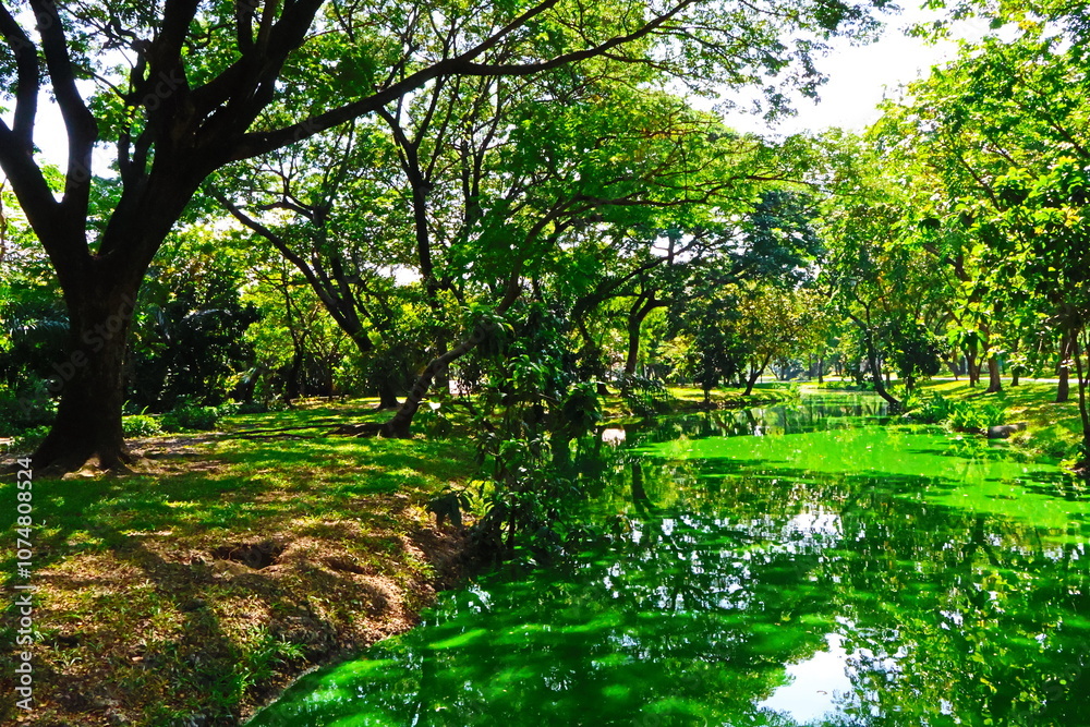 tree in the park and lake beautiful nature in garden park Thailand tree in the park and lake beautiful nature in garden park Thailand