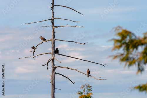 Spotted Nutcracker Nucifraga caryocatactes in a natural habitat photo