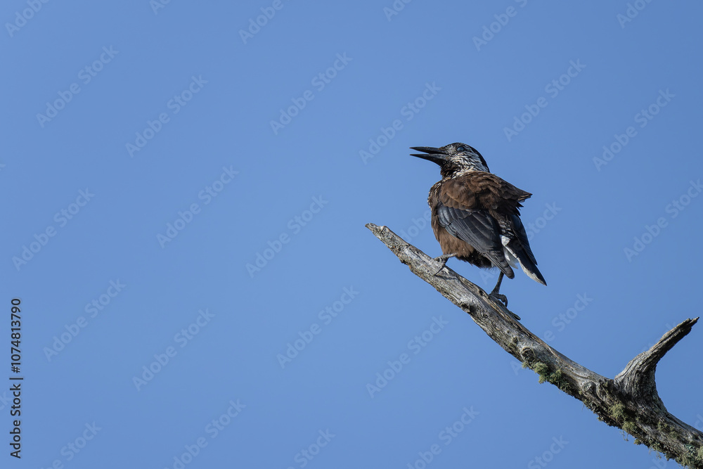 Spotted Nutcracker Nucifraga caryocatactes in a natural habitat Spotted Nutcracker Nucifraga caryocatactes in a natural habitat