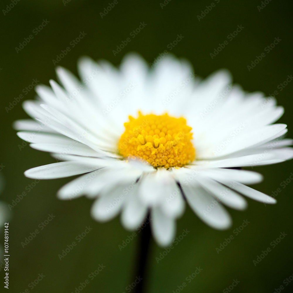 Fototapeta premium Closeup of a daisy ion a spring day