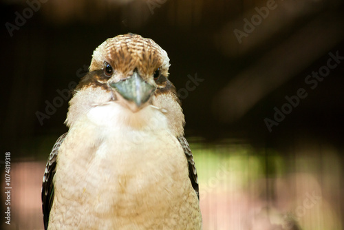 Laughing kookaburra posing for the camera in australia