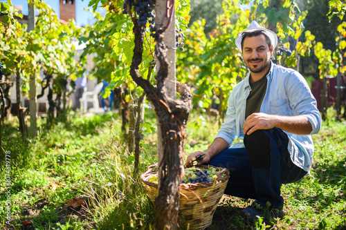 Winemaker harvesting grapes in sunny vineyard