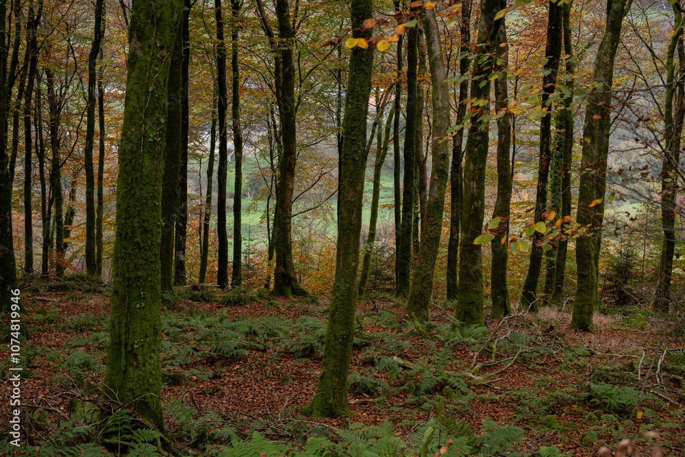 Autumn woods with leaves turning colour ready to fall.