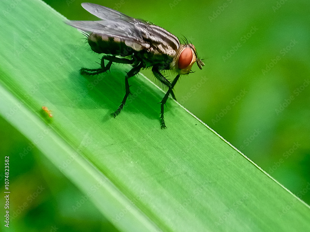 hominivorax, the New World screw-worm fly, or screw-worm for short, is a species of parasitic fly that is well known for the way in which its larvae (maggots) eat the living tissue. hominivorax, the New World screw-worm fly, or screw-worm for short, is a species of parasitic fly that is well known for the way in which its larvae (maggots) eat the living tissue.