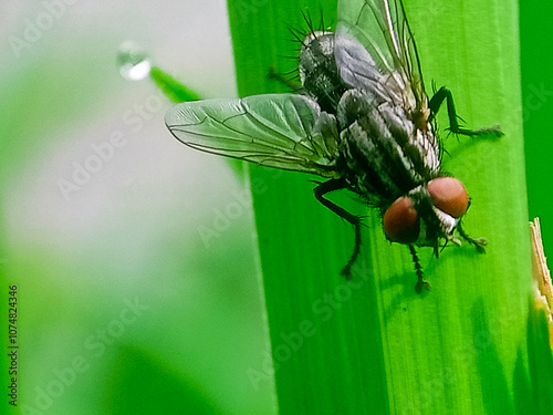 hominivorax, the New World screw-worm fly, or screw-worm for short, is a species of parasitic fly that is well known for the way in which its larvae (maggots) eat the living tissue. photo