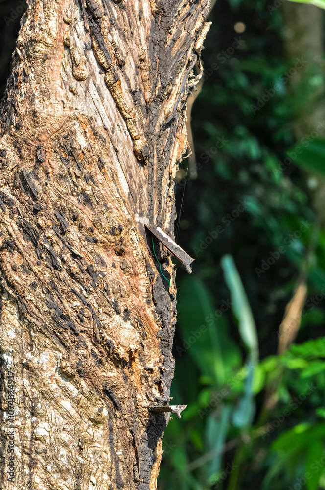 A metal plate protrudes from the wood. Wood has grown over metal A metal plate protrudes from the wood. Wood has grown over metal