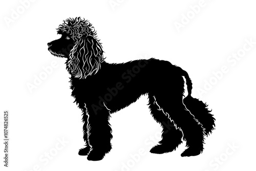Poodle dog. monochrome black drawing, vector cute illustration isolated on white
