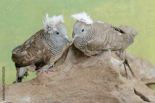 A pair of small crested turtledoves are resting on a dry tree trunk. This bird has the scientific name Geopelia striata. photo