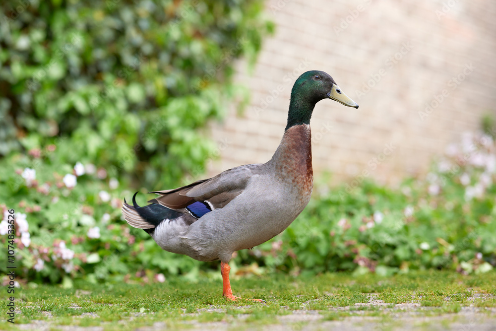 Indian runner duck on farm yard Indian runner duck on farm yard