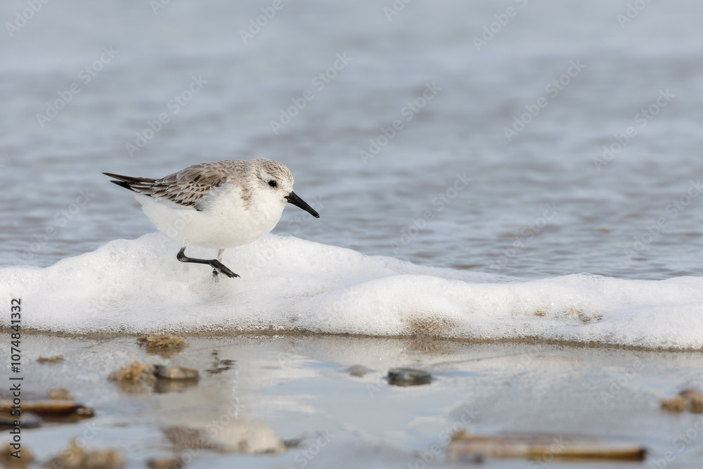 Sanderling (Calidris alba) on the beach on Juist, East Frisian Islands, Germany, in spring. Sanderling (Calidris alba) on the beach on Juist, East Frisian Islands, Germany, in spring.