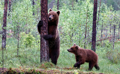 Brown bears in the Taiga forests of Finland