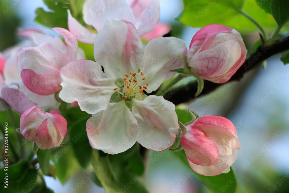 Fototapeta premium A beautiful apple bloom 