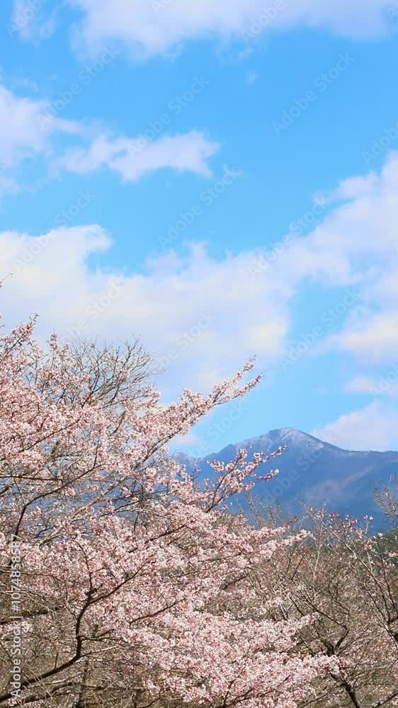 青空と桜(熊本県水上村) 青空と桜(熊本県水上村)