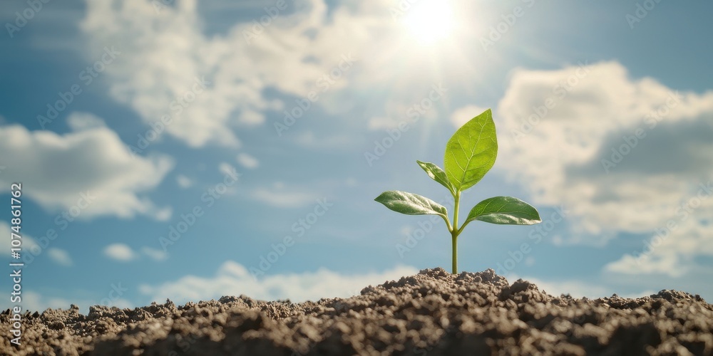 A young green plant sprouts from rich soil under a bright blue sky and shining sun.