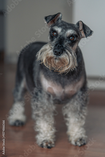 Photo session of schnauzer dog posing in a house with wooden floor