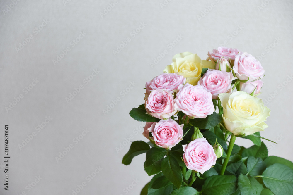 ピンクと黄色のばら