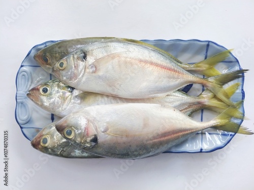 five fresh mackerel fish placed on a plate. Mackerel fish or ikan kembung  photo