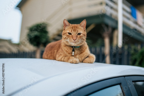 A ginger cat is resting on the roof of a car