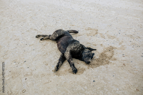 A homeless dog sleeps on the seashore