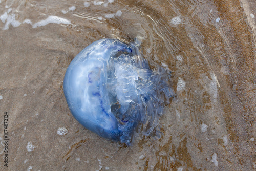 Blue jellyfish on the seashore