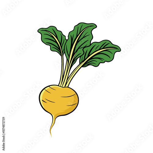 Vector Cartoon Turnip with Green Leaves on a isolated white background
