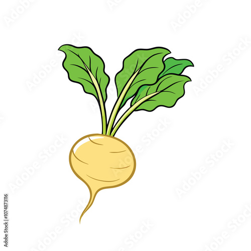 Vector Cartoon Turnip with Green Leaves on a isolated white background